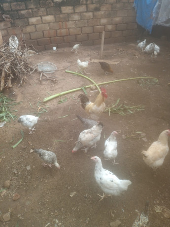 vente-des-poulets-locaux-100-elevage-bioet-des-oeufs-feconde-a-bobo-dioulasso-preciment-a-nienetanumero-de-telephone-64137228-big-4
