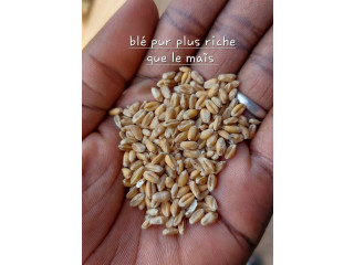 Blé pour production d'aliments bétail volaille...