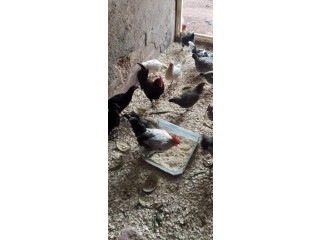 Poulets local 100% Bio