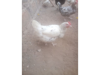 Poulailler Bio du faso