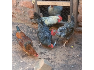 Poulailler Bio du faso