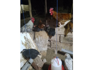 Poulailler Bio du faso