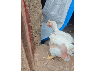 Poulet de chair disponible à balkui