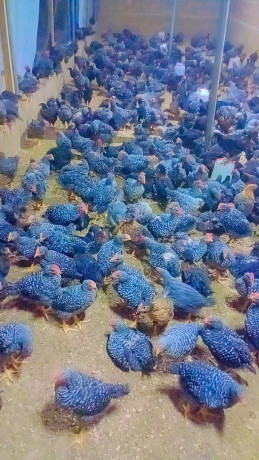 vente-de-poulets-big-0