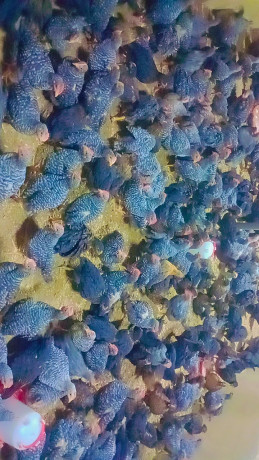 vente-de-poulets-big-1