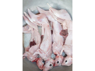 Viande fraîche de Lapin abattu sur place ou congelé