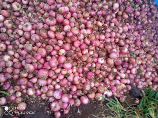 Oignons rouges de Bagré