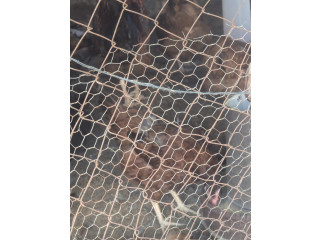 Vente de poussin kurolier  ,des poulets et dinde