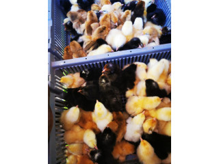 Vente des poussins de très bon qualité