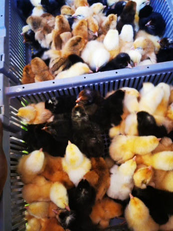 vente-des-poussins-de-tres-bon-qualite-big-0