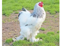 vends-magnifique-poules-et-coqs-barama-de-race-pure-le-geant-aux-pieds-plumes-small-2