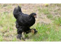 vends-magnifique-poules-et-coqs-barama-de-race-pure-le-geant-aux-pieds-plumes-small-3