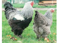 vends-magnifique-poules-et-coqs-barama-de-race-pure-le-geant-aux-pieds-plumes-small-1