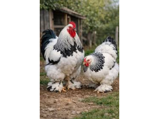 VENDS MAGNIFIQUE POULES ET COQS BARAMA DE RACE PURE :le geant aux pieds plumes