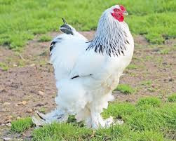 vends-magnifique-poules-et-coqs-barama-de-race-pure-le-geant-aux-pieds-plumes-big-2