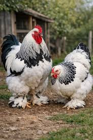 vends-magnifique-poules-et-coqs-barama-de-race-pure-le-geant-aux-pieds-plumes-big-0