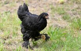 vends-magnifique-poules-et-coqs-barama-de-race-pure-le-geant-aux-pieds-plumes-big-3
