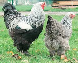 vends-magnifique-poules-et-coqs-barama-de-race-pure-le-geant-aux-pieds-plumes-big-1