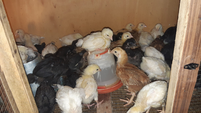 poussin-de-1-mois-big-4