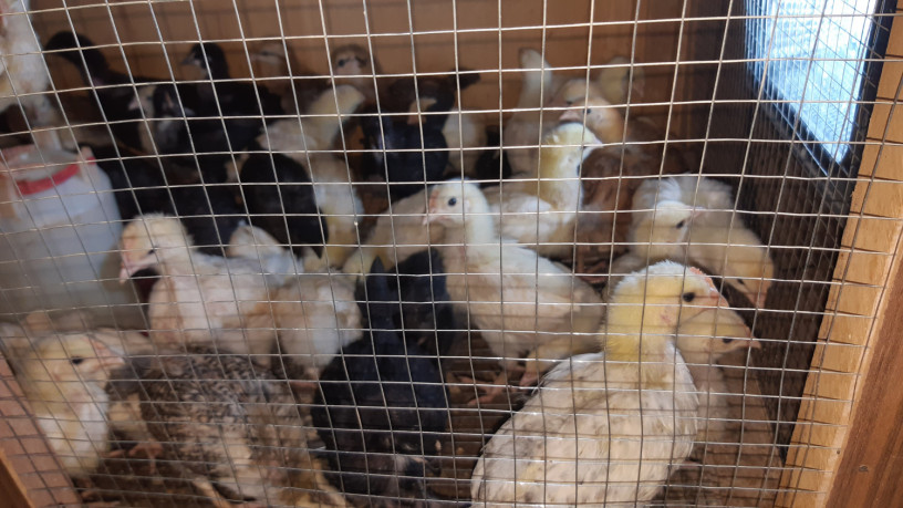 poussin-de-1-mois-big-1