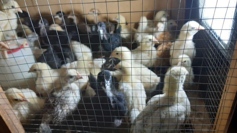 poussin-de-1-mois-big-2