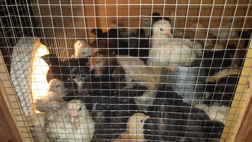 poussin-de-1-mois-big-3