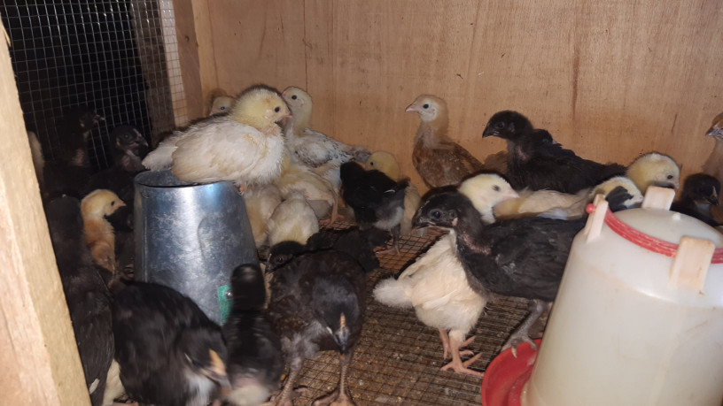 poussin-de-1-mois-big-0