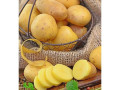 pomme-de-terre-fraiche-small-1