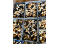 vente-des-poussins-de-qualites-small-0