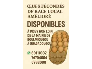 Œufs de poules fécondés de race locale améliorée (plaquettes de 30 œufs).