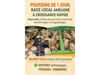 Poussins de race locale améliorée (carton de 51 poussins).
