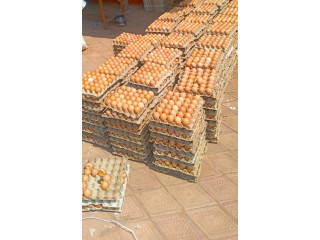 Oeuf de qualité superieur bon prix à Banfora