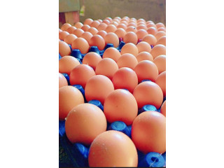 Oeufs fécondés