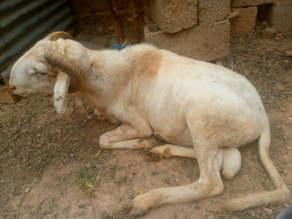 Mouton pour Tabaski