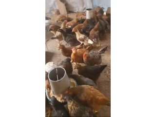 Les poulets en vente Goliath
