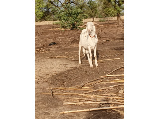 Moutons disponible pour la Tabaski