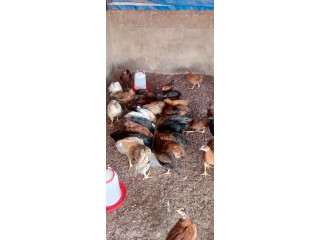 Poulet Local amélioré