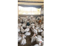 vente-de-poulets-sasso-de-qualite-superieure-a-ouagadougou-small-1