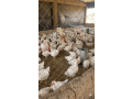 vente-de-poulets-sasso-de-qualite-superieure-a-ouagadougou-small-0