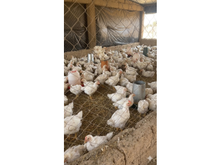 Vente de poulets Sasso de qualité supérieure à Ouagadougou