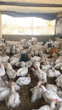 vente-de-poulets-sasso-de-qualite-superieure-a-ouagadougou-big-1