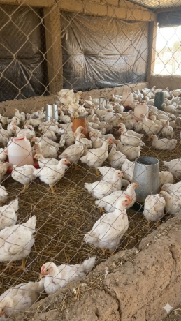 vente-de-poulets-sasso-de-qualite-superieure-a-ouagadougou-big-0