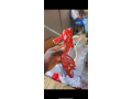 lelu-multiservices-small-1