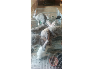 Vente des Hylas hybride