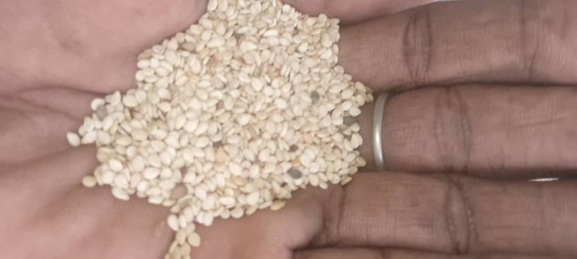 vente-de-cereales-mais-haricot-harachides-grain-de-neere-soja-petit-mil-sorgho-en-gros-et-details-big-2