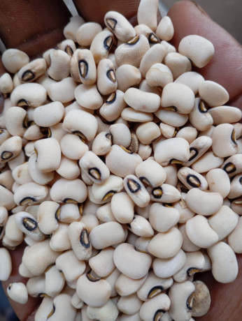 vente-de-cereales-mais-haricot-harachides-grain-de-neere-soja-petit-mil-sorgho-en-gros-et-details-big-0