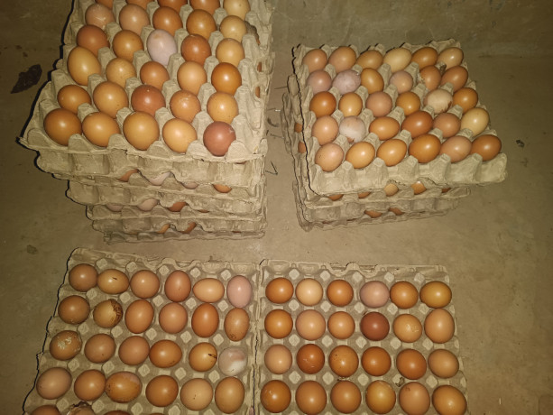 vente-d-oeufs-de-consommation-big-0