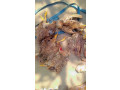 viande-de-brousse-small-0