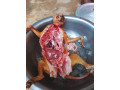 viande-de-brousse-small-2