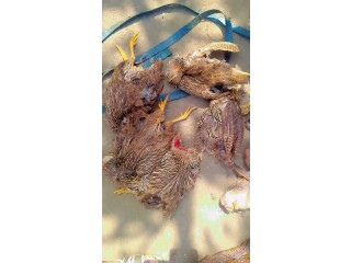Viande de brousse